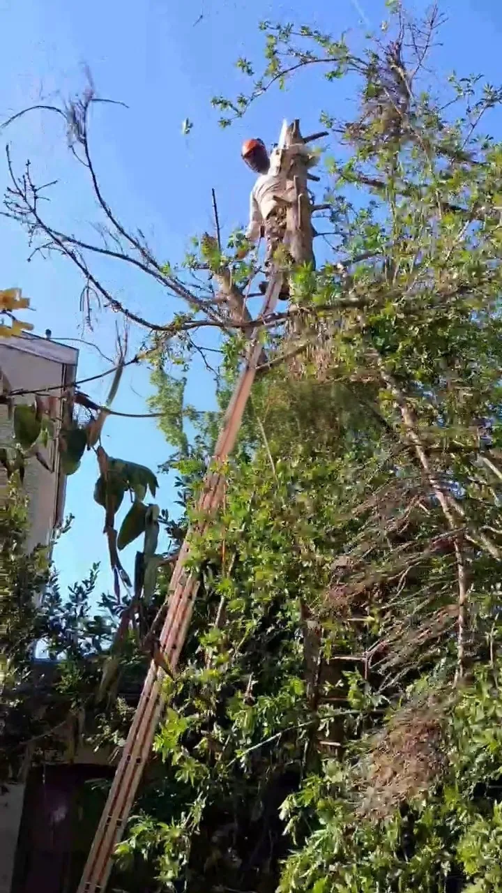 Francky Lenfant, casque en tête, en train d'ébrancher un arbre en hauteur