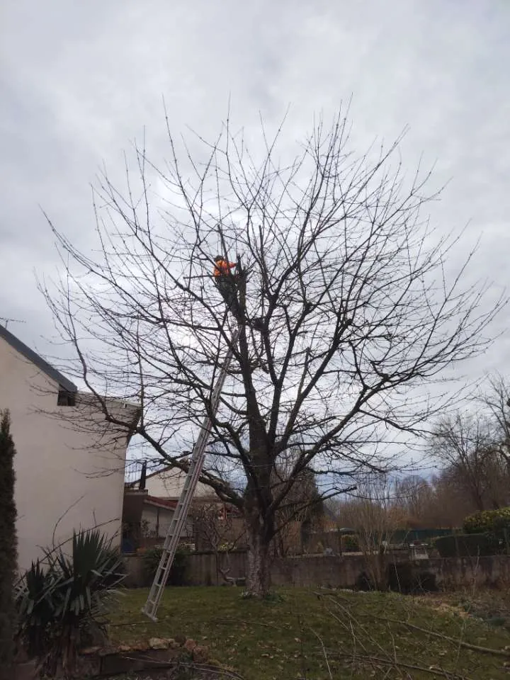 Élagage d'un grand arbre à l'échelle, l'artisan au sommet de la couronne