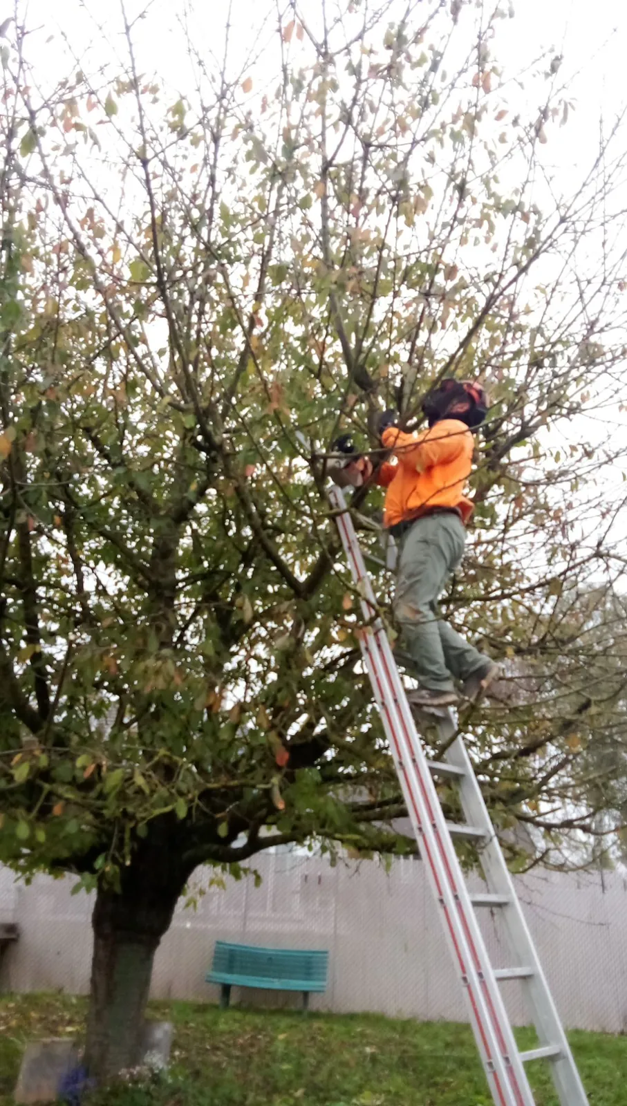 Taille d'un fruitier à l'échelle, casque forestier sur la tête